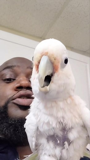 Cockatoo Beatbox Dance Session