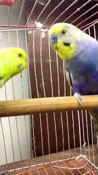 Jamni #rainbowbudgies