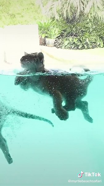 Adorable Tiger Babies Learning to Swim! 🐯🧡