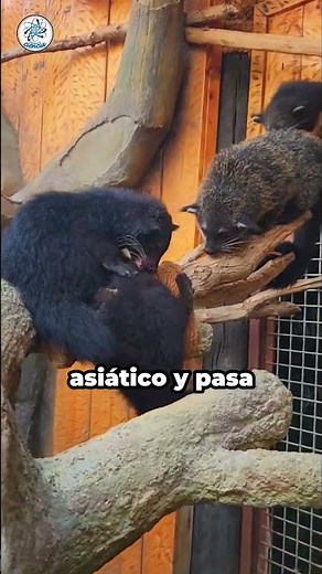 The Binturong: The Southeast Asian mammal known as the "bearcat"