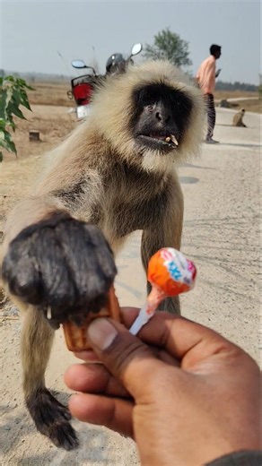 Hungry Monkey Charges at Me for Biscuit & Candy 😱🐒 #Shorts