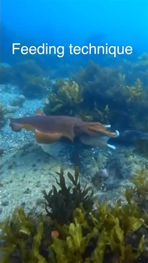 CUTTLEFISH FEEDING TECHNIQUE