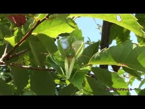 アオマツムシの素敵な鳴き声