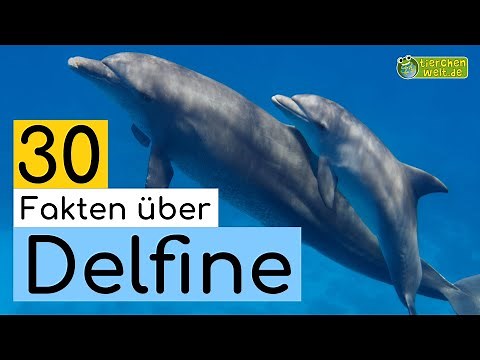 30 Steckbrief-Fakten über Delfine - Doku-Wissen über Tiere - für Kinder