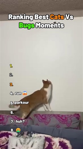 Ranking Best Cats Vs Bugs Moments #funny #ranking #cat #cute #shorts