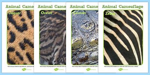 Animal Fur and Skin Camouflage Photo Posters