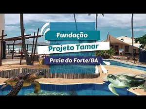 Projeto Tamar na Praia do Forte: Tudo o que Você Precisa Saber para uma Visita Inesquecível!