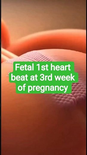 Fetal Heartbeat Formation | How the Tiny Heart Starts Beating in Early Pregnancy #fetalcardiology