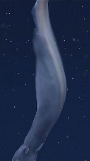 A rarely seen denizen of the deep!