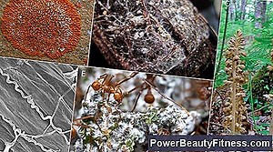 Cycle De Vie Des Helminthes 💪💪 Tout À Propos Des Modes De Vie Sains Et De Remise En Forme - 2025