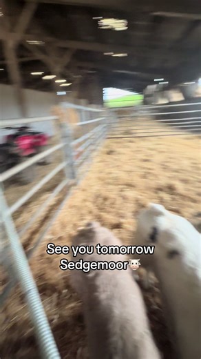 Dairy Farm Insights: Rearing Calves in Somerset