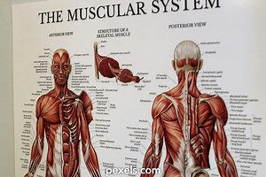 Muscle Anatomy Videos, Download The BEST Free 4k Stock Video Footage & Muscle Anatomy HD Video Clips