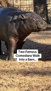 Mars said: “Welcome to MY meet & greet.” 🎤🦛 Jamie Lissow Matt Bergman #mars #pygmyhippo #babyhippo #kansas | Tanganyika Wildlife Park