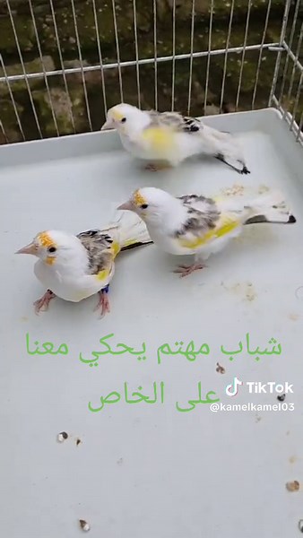 Caring for Young Finches in a Cage