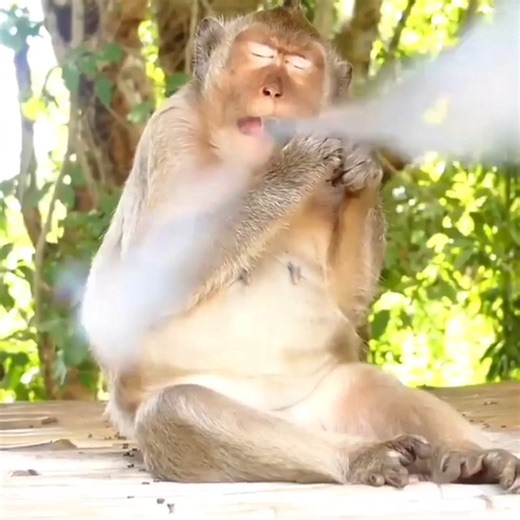 How the monkey breaks lightly and after breaking it, there is a loud explosion.#monkey #monkeys #monkeysofinstagram #monkeylove #babymonkey #funnymonkey | Family BiBi