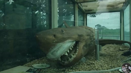 Two-tonne great white shark who was abandoned has found a new home