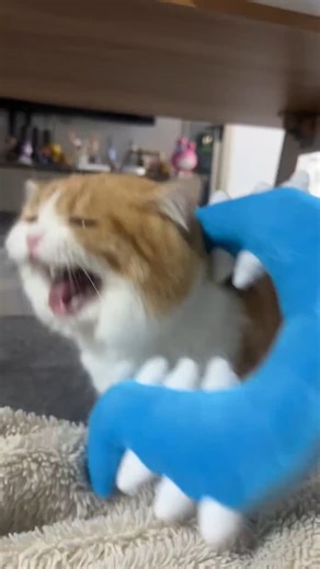 西木 | 邪恶大黄馒头被讨伐现场实录 #猫咪 #可爱 #萌宠 #cat #catlover #catlife #catlovers #喵星人 #貓 #cats #catvideos | Instagram