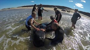 Voici une petite vidéo filmé par Luc Miousse sur notre intervention hier à Grosse Ile (Iles de la Madeleine) pour essayer de sauver un Globicéphale noir . Soyer assuré nous avons tout tenter plus de 10 fois nous l'avons dirigé en position pour qu'elle nage vers le large et a chaque fois elle est revenue s'échouer à terre. Malheureusement son sort est joué elle va mourir. La seul consolation si il y en a une c'est qu'elle est seul car presque toujours ces mammifères s'échoues en bandes même parfo