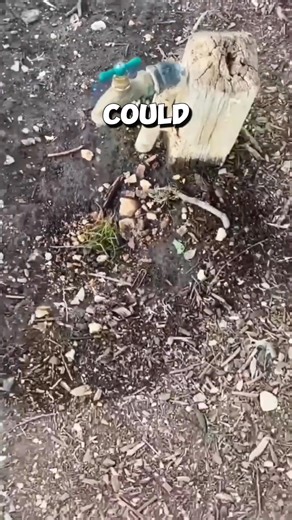 256K views · 10K reactions | This thirsty squirrel gets unexpected help from a kind woman ❤️ #squirrel | Millions Moments | Facebook