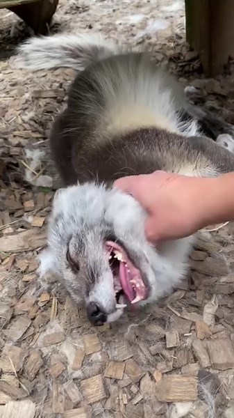 🦊😂 Cleo sounds like she is legitimately “laughing”, and it never gets old. Foxes in general have loud, interesting vocalizations. But in my opinion, the Arctic fox species is the most comical. | Arctic Fox Daily Wildlife Rescue, Inc.