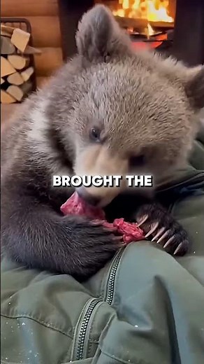 Man Rescues Bear Cub From Freezing!