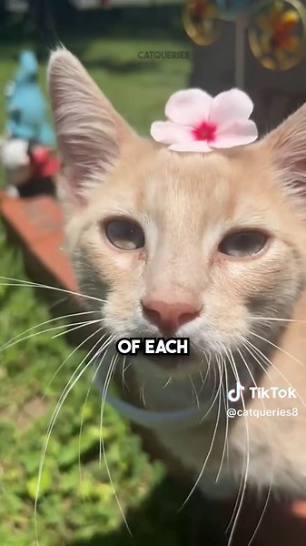 10 Most Beautiful Cat Breeds with Blue Eyes