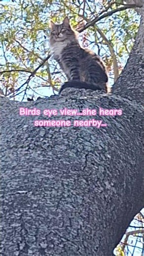 I thought I heard a tweety bird! #cats #animallovers