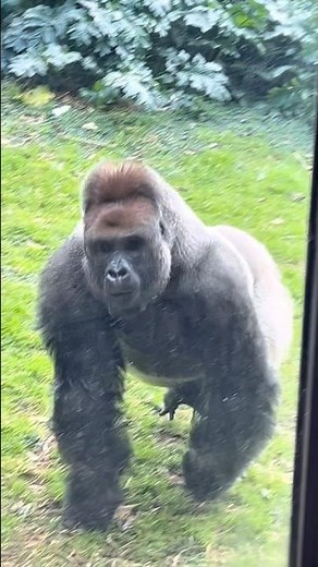 Lion vs Silverback gorilla combat explained #gorillas #lion