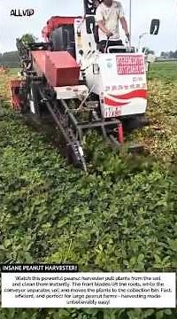 INSANE PEANUT HARVESTER! Super Fast Groundnut Pulling Machine!