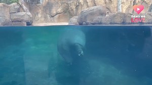 126K views · 10K reactions | Fiona showing off her underwater gymnastic skills 鍊♥ We give that twirl a 10/10 | WLWT | Facebook
