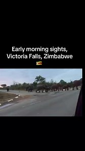 🇿🇼 Only in Zimbabwe do animals move freely across our roads. This is not by accident this is commitment, kindness, and respect for nature. Zimbabwe is TOP 3 in Africa and TOP 10 in the world for happiness 🌍 And it shows in how we protect our wildlife. 👏🏾 Credit goes to the government, Zimbabwe Parks and Wildlife Management Authority, conservation partners, police, rangers, vets, and everyday citizens who rescue, protect, and return injured animals back to the wild. This is teamwork. This is