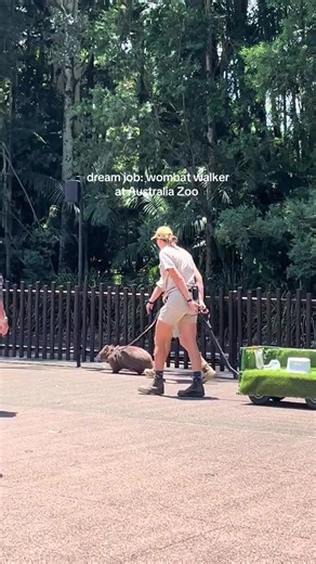 Can someone get the number for this wombat and ask if he wants to come on tour? #thewombats #wombat #wombatsoftiktok #australia #australiazoo