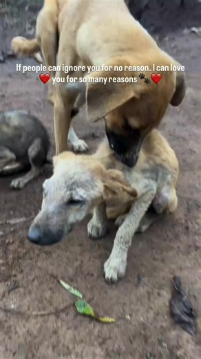 Ambrose _pet_home | Our mission is to see no more innocent dogs 🙏🙏 on the street #realvidio #donation #followforfollowback | Instagram