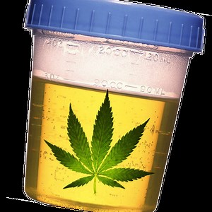 Drug Test Calculator - Marijuana Pass Time Estimator