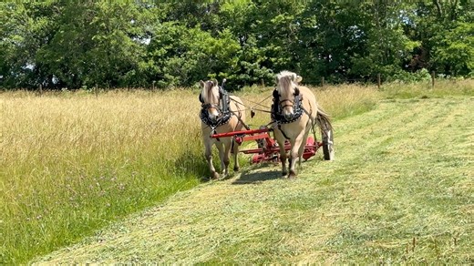 119K views · 2.2K reactions | Every summer, a group of teamsters gather at the Northwest Missouri Steam and Gas Engine Show grounds in Hamilton, Missouri, to mow the tall grass covering the grounds with their horses and mules. | Rural Heritage Magazine | Facebook