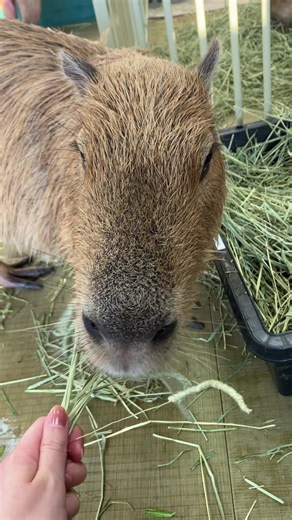 Capybara Eating Flowers at Capybara Cafe Shinjuku