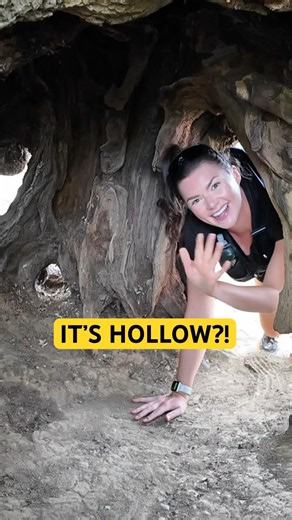 i climbed inside a tree near london 🌳 #wildlife #trees