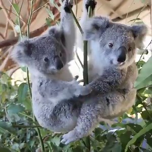 656K views · 396 reactions | How cute are our Koala Joeys. Off exploring by themselves and seeing who can get higher up. By: @billabongzoo #australia | Aussie Life | Facebook