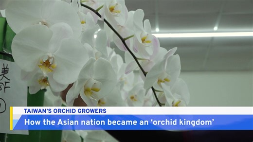 Taiwan is a major exporter of orchid flowers. Here's how the industry got so big and what challenges it faces down the line. For the original report in Taiwanese Taigi, see: https://www.youtube.com/watch?v=6RG6iQo1ZZw | TaiwanPlus News