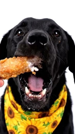 Is Your Dog's Food Really Better Than Homemade Meals?