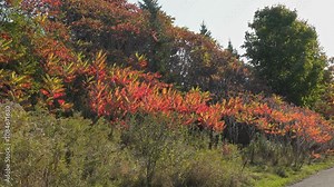 Red leaves of the Sumac tree, Vinegar Tree, a sign of early fall