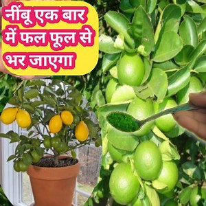 502K views · 10K reactions | यह एक चम्मच फर्टिलाइजर नींबू को फल फूल से भर देगा | Village Garden | Facebook