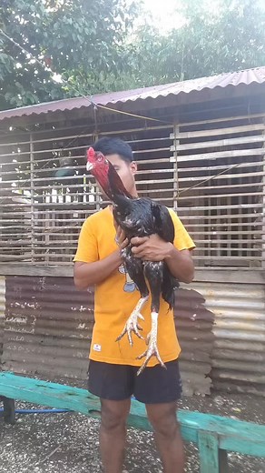 Japanese Shamo Chickens: Upgrade Your Backyard Farm
