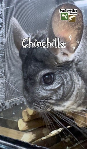 Tiny paws, big heart! This lovable chinchilla is the perfect addition to your family. Drop by and say hello!🥹🤍 #reptiles #reptilesofinstagram #reptilecare #reptilelover #reptilekeeper #exotics #exoticpets #scorpion #scorpions #kurakura #tortoise #tortoiselife #tortoise🐢 #arachnid #invertabrate #petlovers #pet #insects #rare #hamster #gecko #leopardgecko #crestedgecko #cateyedgecko #chinchilla | ExoReptiles Malaysia