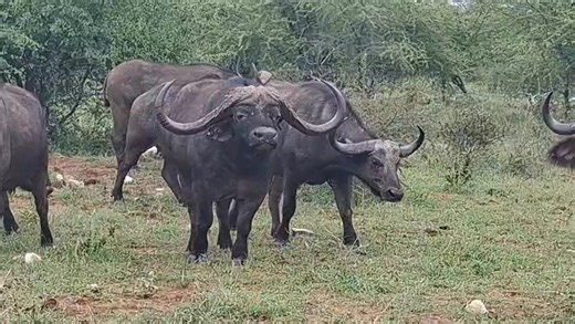 The magnificent 54" East African Cape Buffalo breeding bull at Shelanti Game Reserve. A son of Matetsi, truly splendid future genetics in the making! Shelanti Game Reserve | Stud Game Breeders