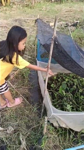 Feeding the breeding pair of apple snails with pellets. #Handmade #GoldenAppleSnails