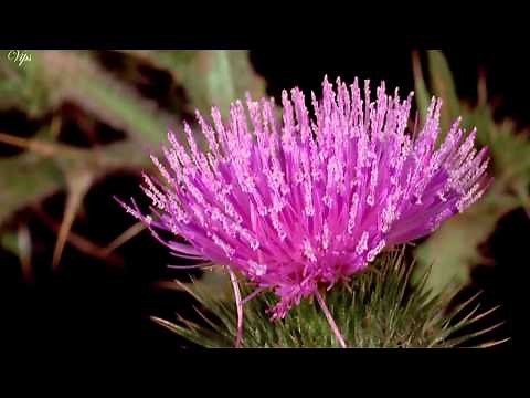 Vivaldi - The Four Seasons - Spring - Allegro