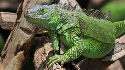 FWC approves rule changes to capture invasive green iguanas