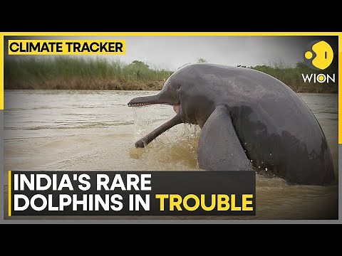 Gangetic Dolphins Threatened By Pollution, Fishing And Habitat Loss | World News WION