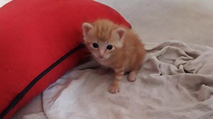 L’École du chat de l’Oise, basée à Agnetz, en appelle aux dons